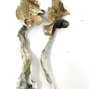 24K GOLDEN TEACHER