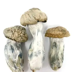 Melmac Penis Envy
